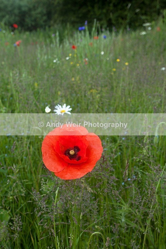 20110611-IMG_4542 - Woolston Eyes Nature Reserve