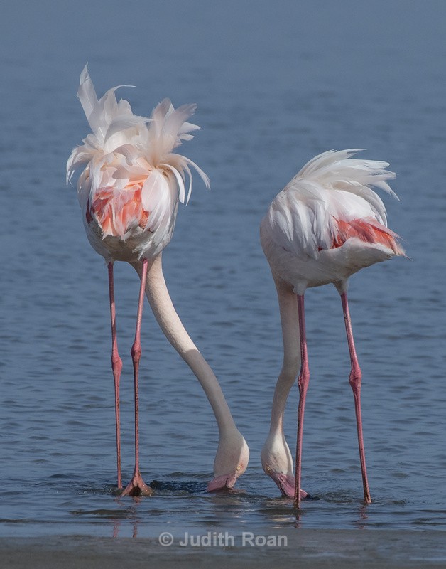Greater Flamingo feeding - Namibia 2022