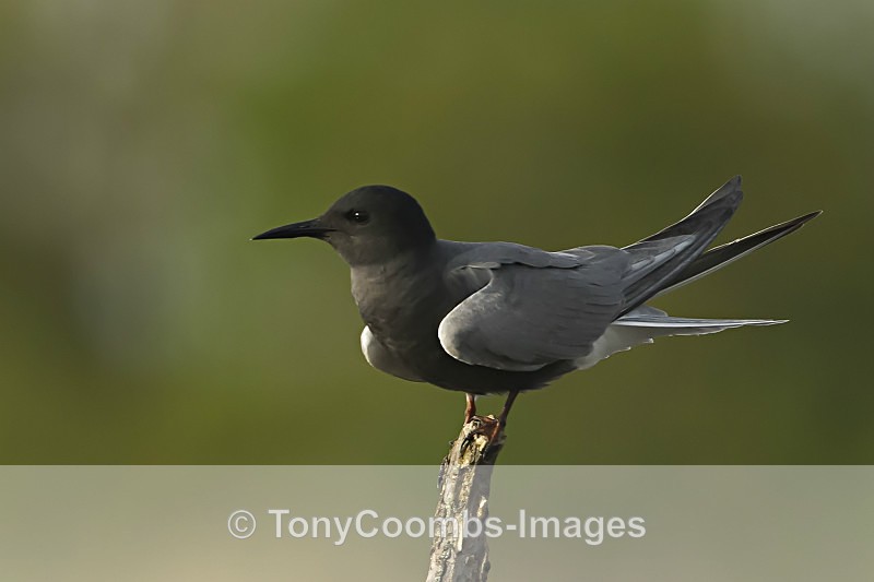 White-winged Black Tern - Pygmy Cormorant Hide