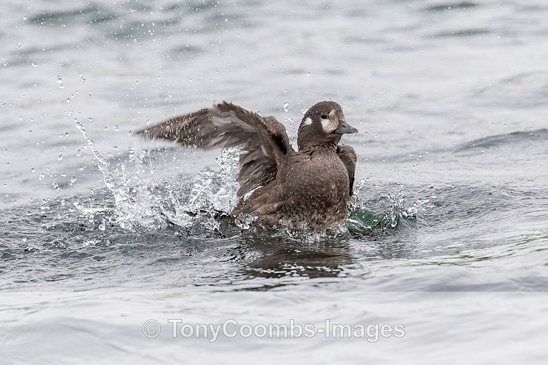 Harlequin Duck  (f) - Iceland