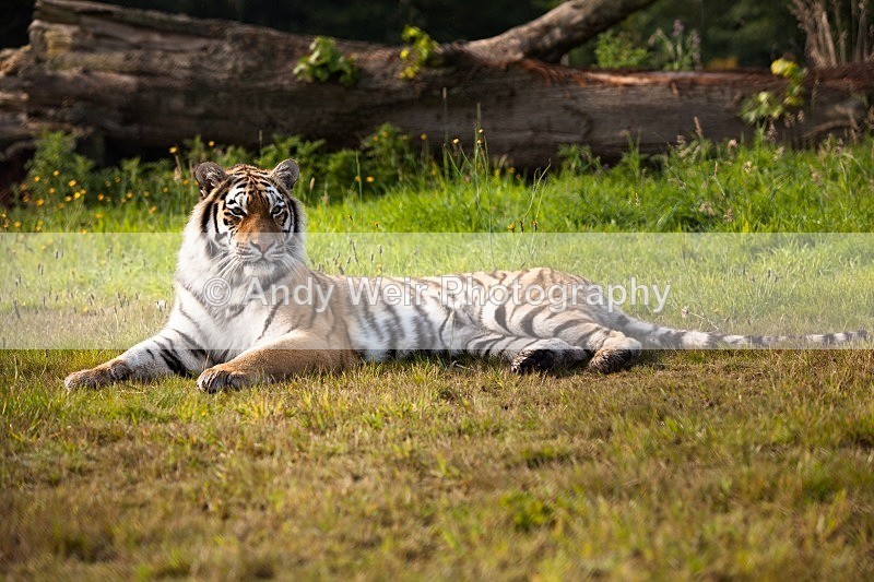 20120903-_MG_9585-1438 - Captive Animals