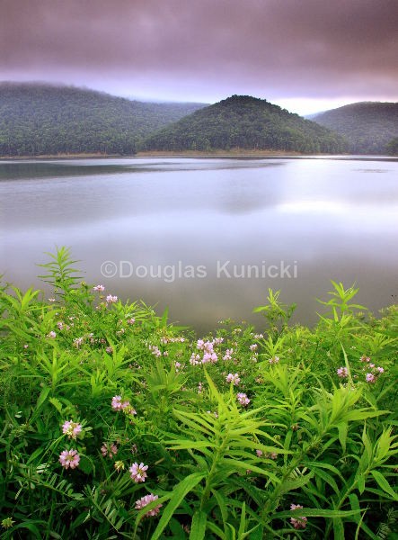Purple Passion - Allegheny National Forest
