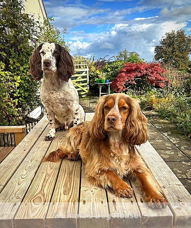  - Dogs