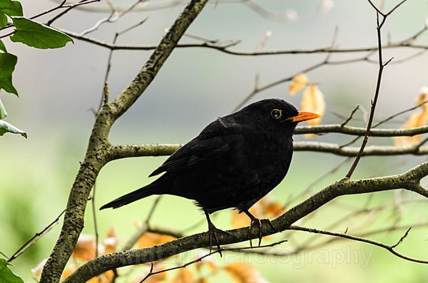 Blackbird - Birds