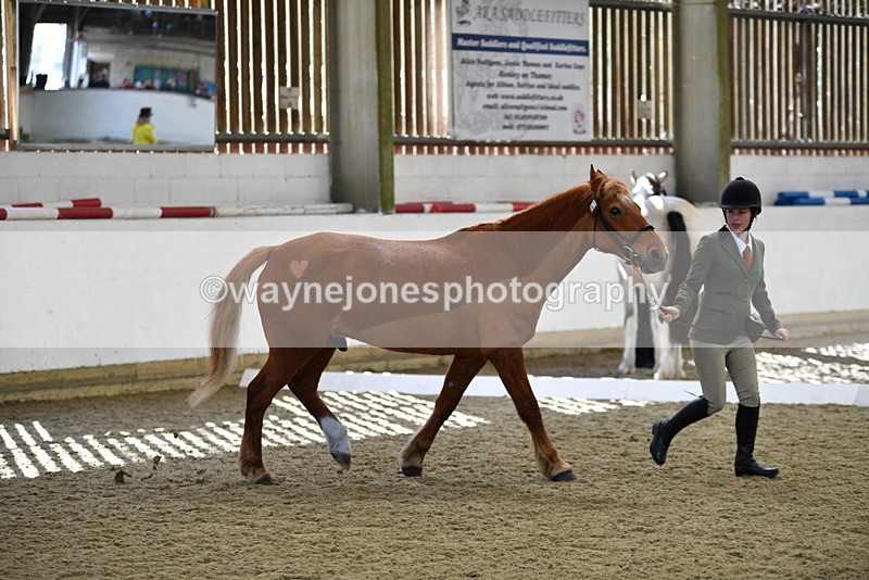 WJ5_4394 - Class 6 In hand M&M - Large Breeds