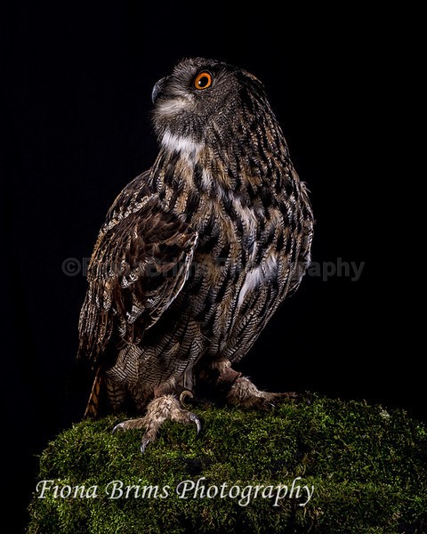 wow studio-9 - Birds of Prey