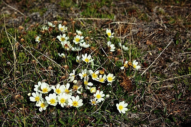 Mountain Avens 2631 - Summer time