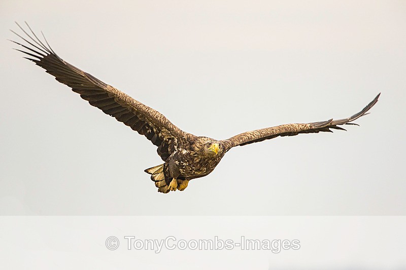 White-tailed Eagle - Eagle Hides