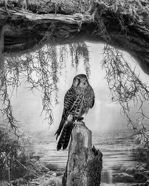 Wow Studio Dec-7 - Birds of Prey