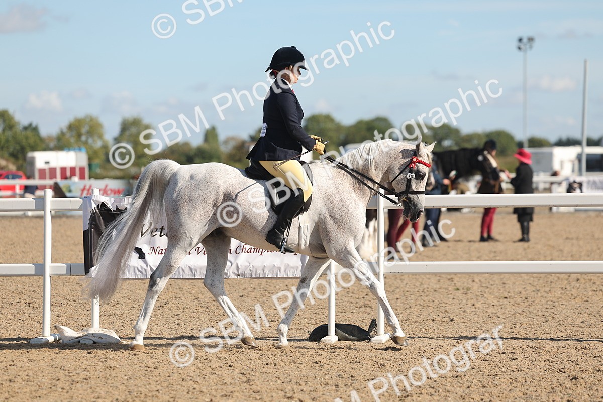 SBM_12983 - Class 305 - Ridden Foreign Breed Pure Bred