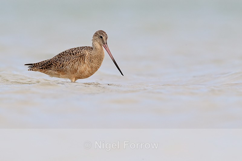 Marbled Godwit in lagoon, Fort De Soto Park, Florida - Marbled Godwit