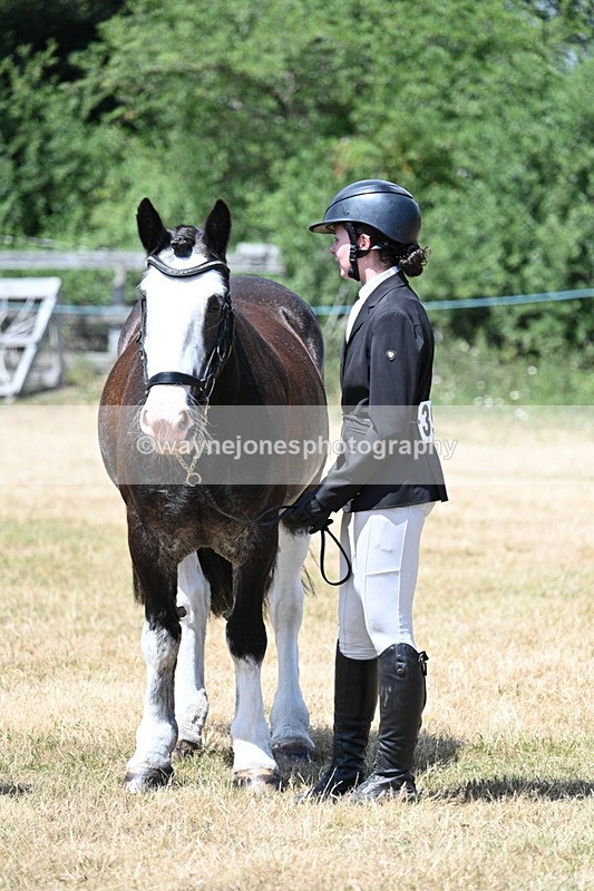 WJ7_2399 - Class 5a Most Handsome Gelding in hand (above 14.2hh)