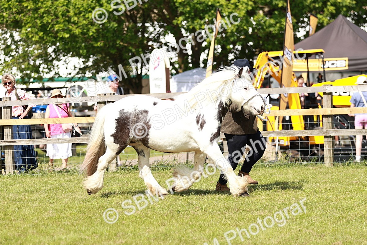 SBM_08551 - Class 63-65 - Traditional Gypsy Cobs In Hand & Ridden