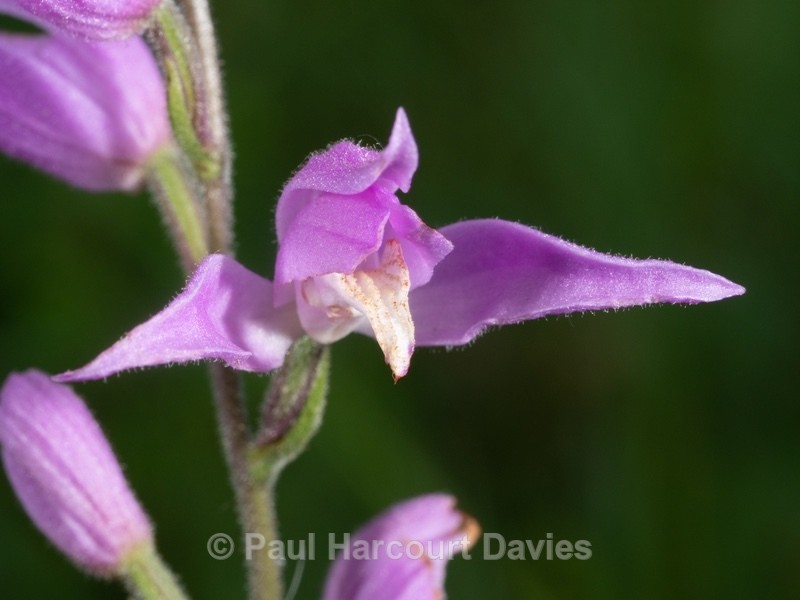 Red Helleborine (Cephalanthera rubra)  - Wild Orchids - 1