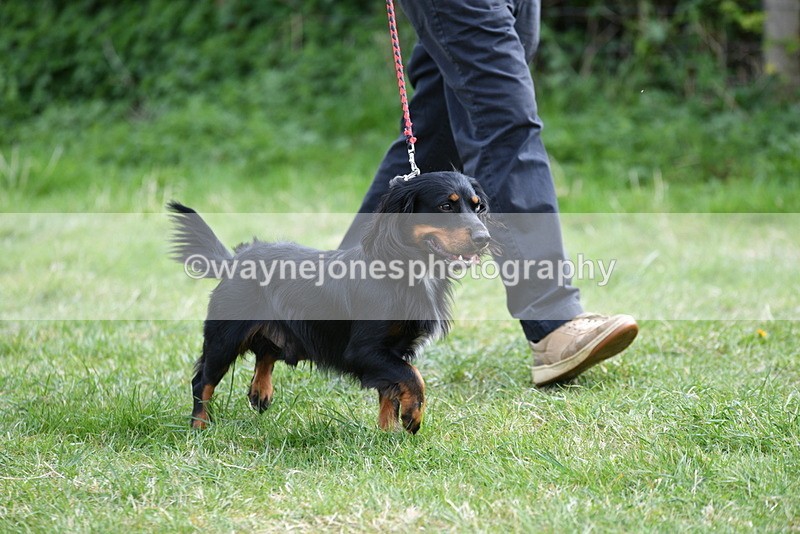 WJ5_9535 - Class 3 Most Handsome Dog