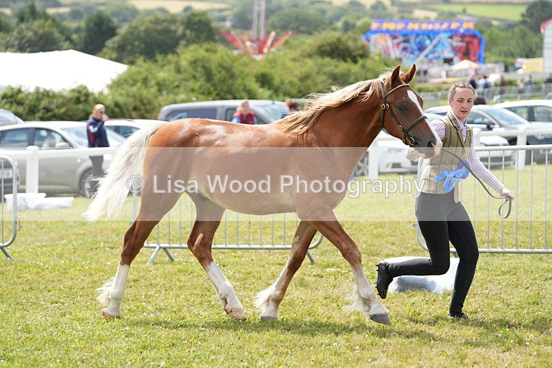 DSC05915 - NPS M&M In Hand Championship