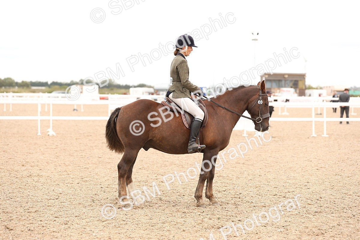SBM_19579 - Class 215 - Ridden Show cob