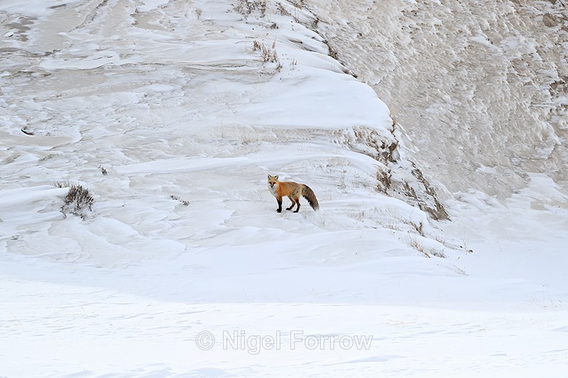 Red Fox pauses and looks, Trout Creek, Hayden Valley, Yellowstone - Red Fox