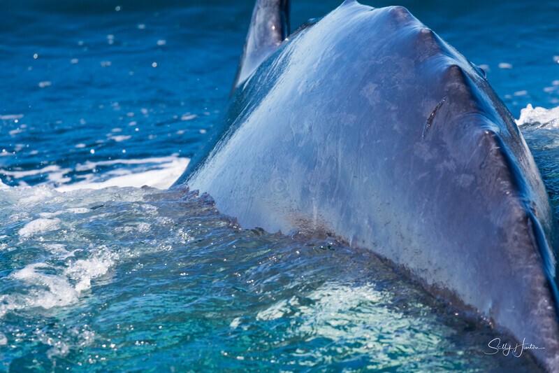 0A3A6363 Dorsal Ridge 2 - Humpback Whales