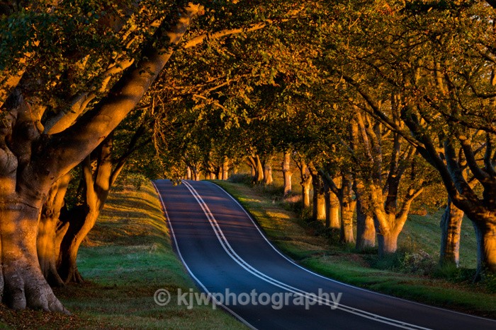 Beech Tree Avenue - Gallery 5