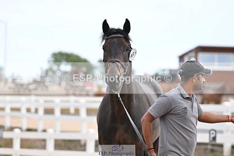 250716-145609-01530 - Trot Up 2.30 to 3.30