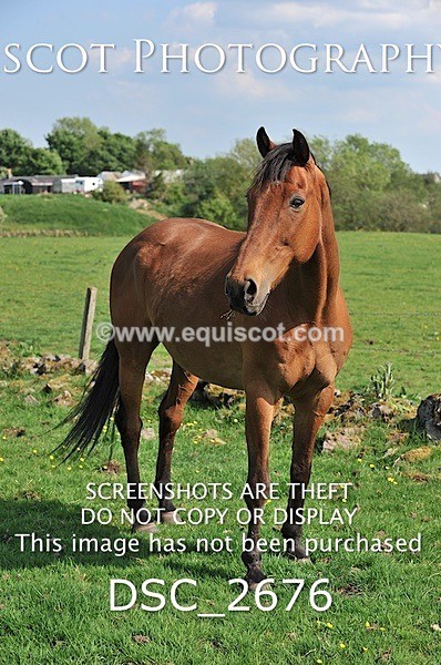 DSC_2676 - ARCHIVE REQUEST - Quincy and Guinness