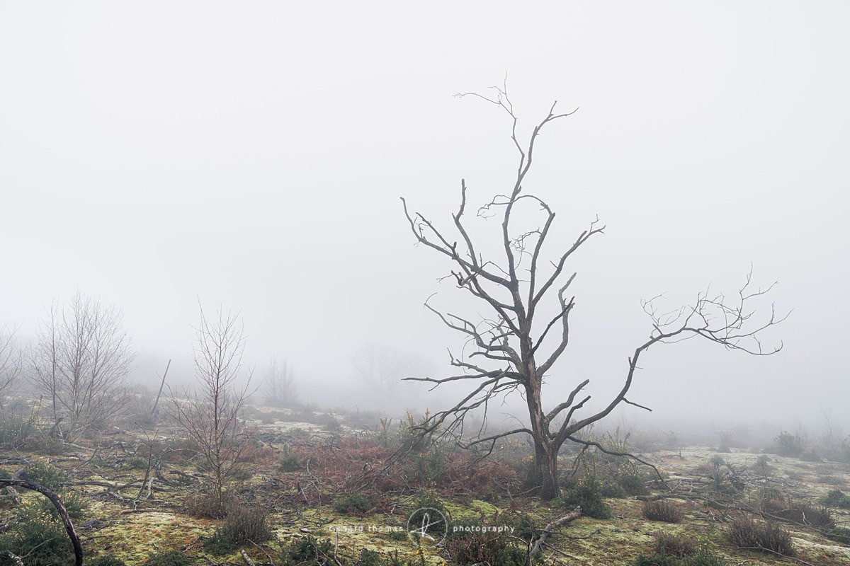 - Charred Mist