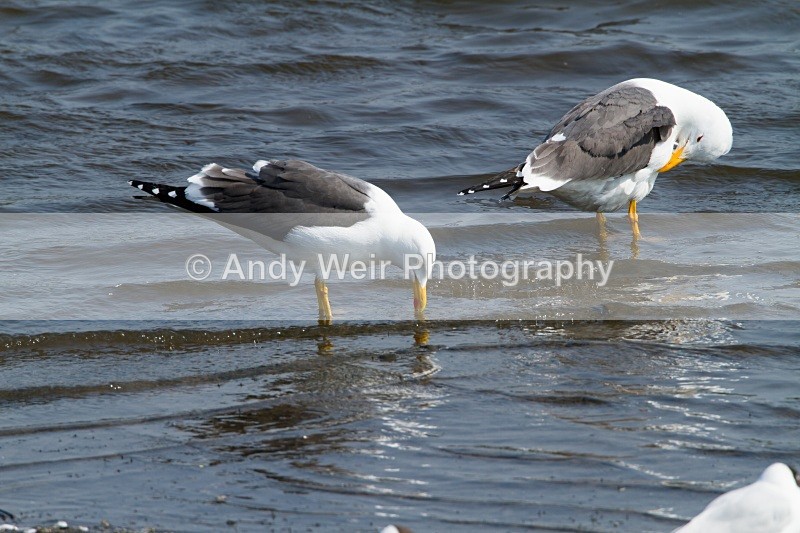 20110430-IMG_5202 - Gulls