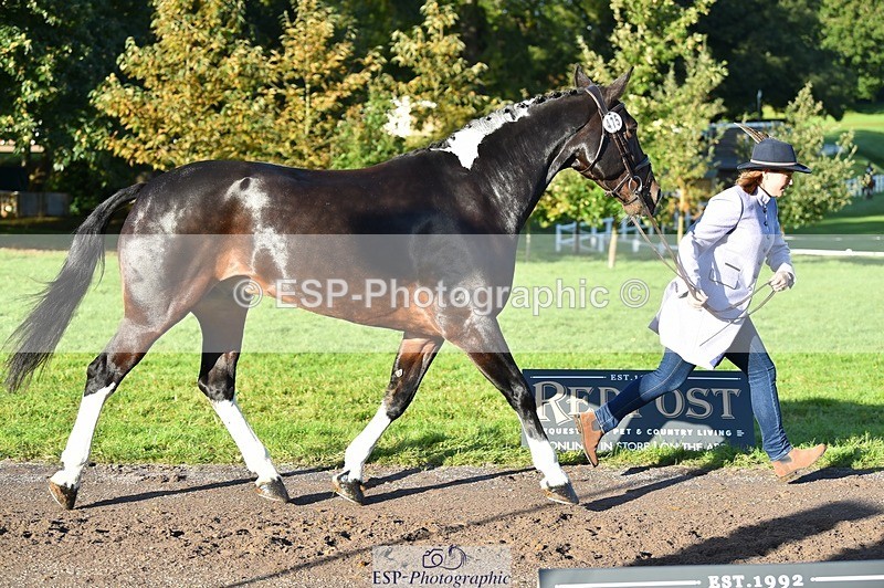 231022-100106-22182 - 475-ANDY.MAC-Hannah.COLMER-TrotUp+SJ