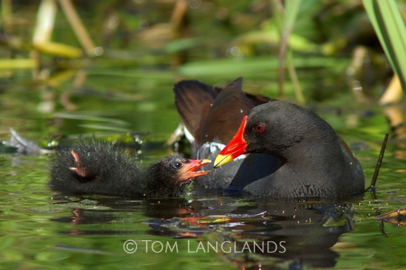 Moorhen and Chick - Rails and Crakes