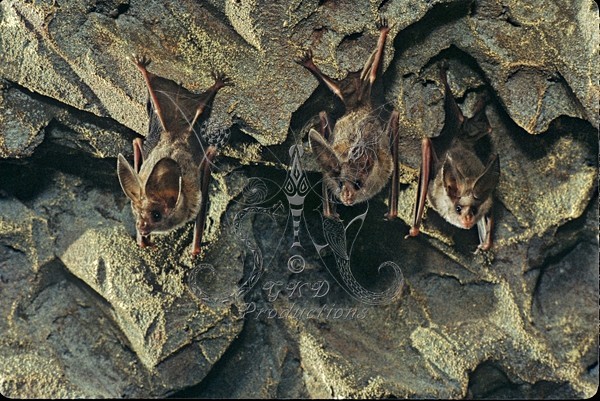 California Leaf-Nosed Bats - Calif., USA - ANIMALS