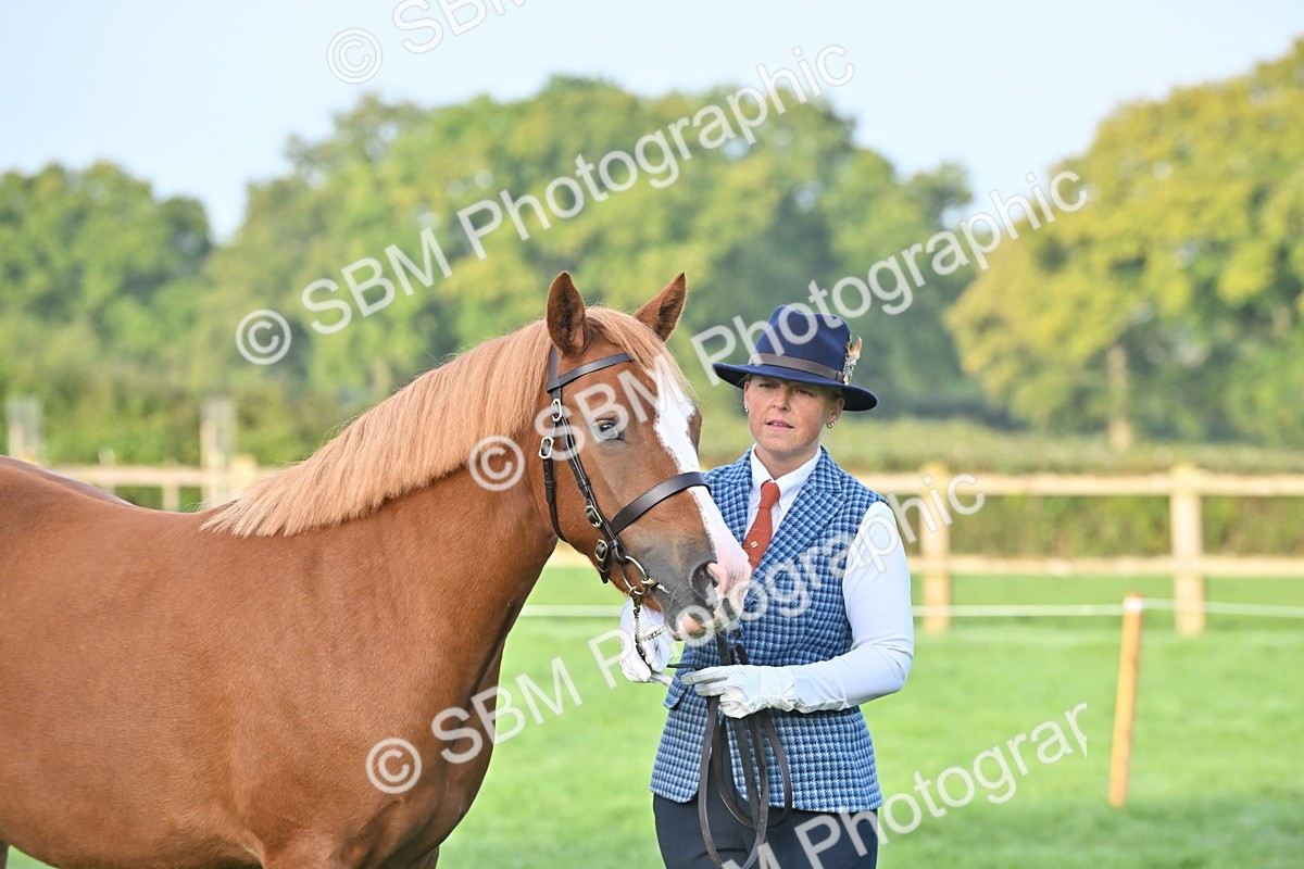 SBM_54629 - S44 - Youngstock In Hand