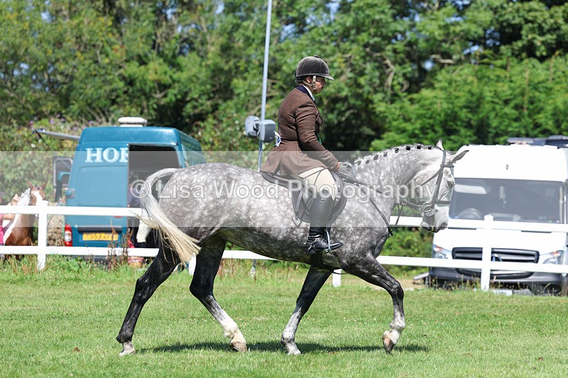 3E7A9133 - Working Hunter Championship