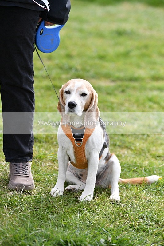 WJ5_0223 - Class 5 Best Veteran / 7 years & over