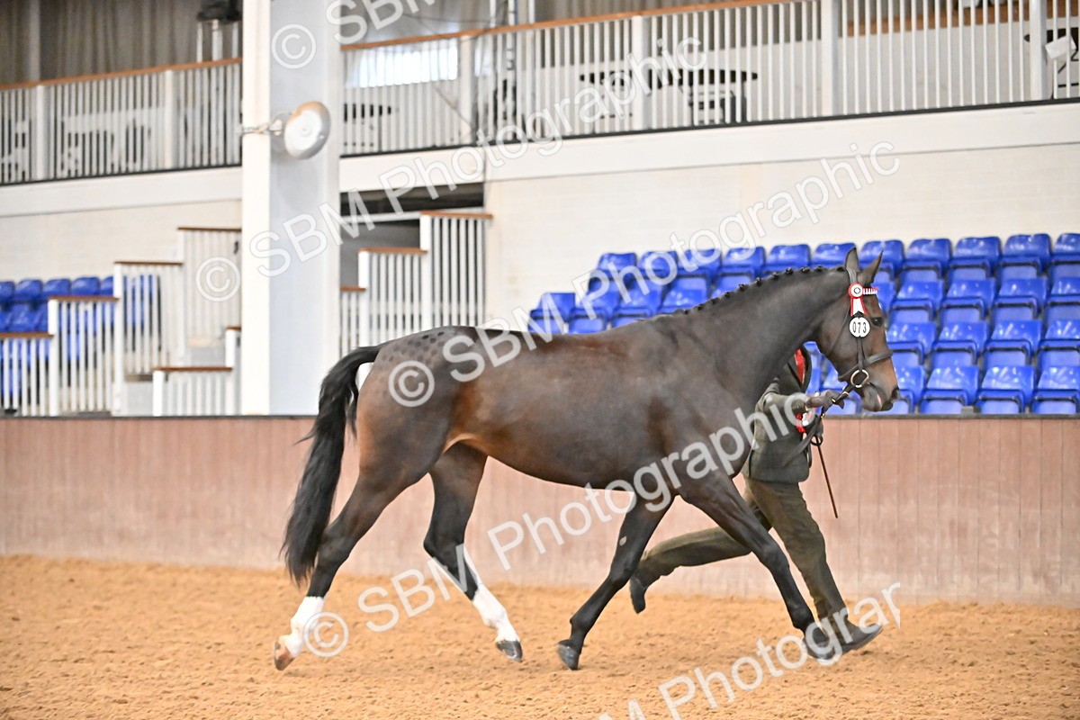 EB7_8441 - Class 3 - In Hand Foreign Breeds & Warmbloods
