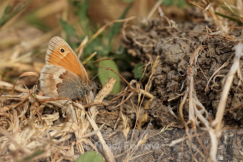 Small Heath (female) resting on ground, Seacombe Bottom, Dorset - INSECTS