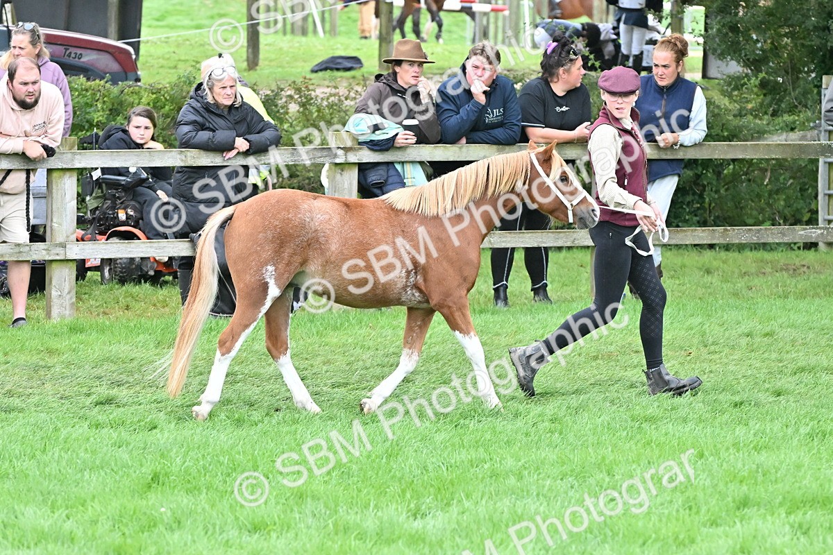 SBM_60949 - S48 - Mountain & Moorland In Hand Small Breeds