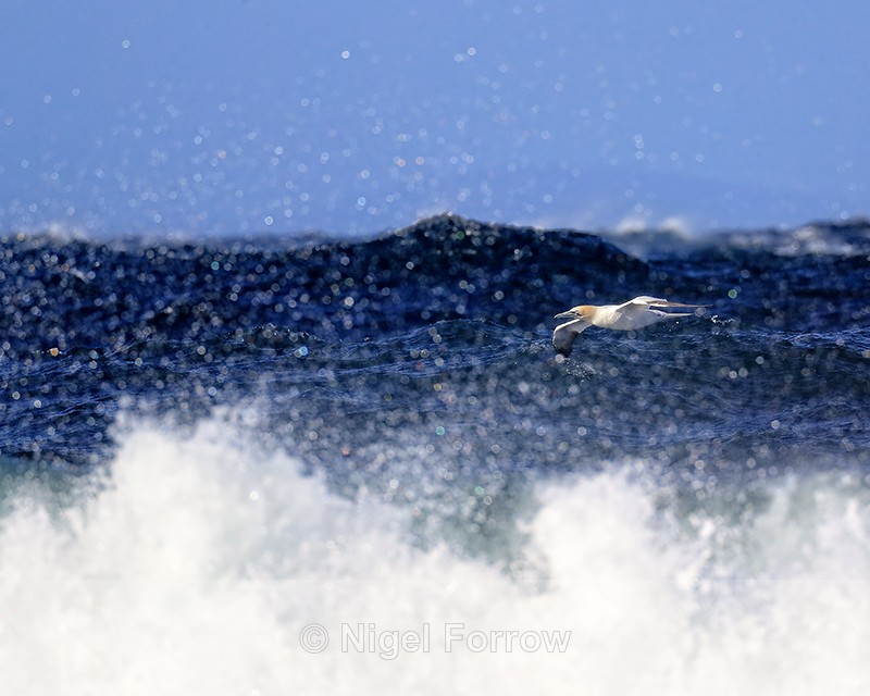 Flying Gannet and sea spray, Ness of Duncansby, Scotland - Gannet