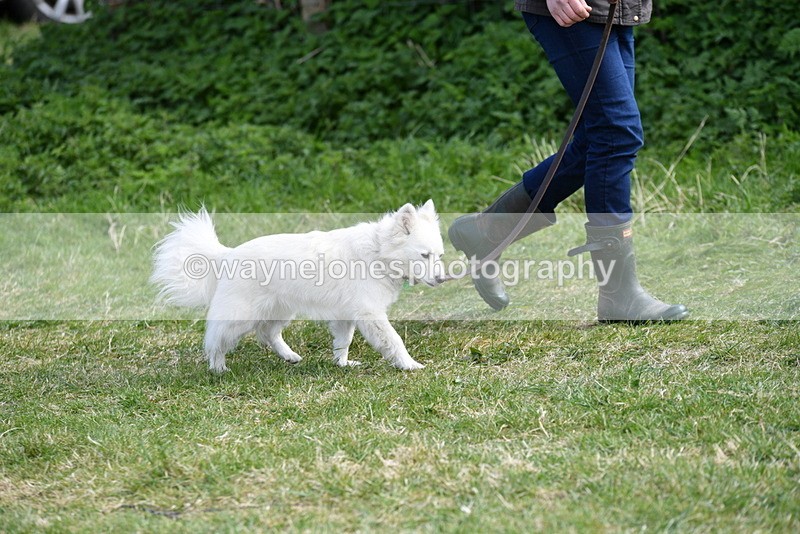 WJ5_0749 - Best in Show Championship