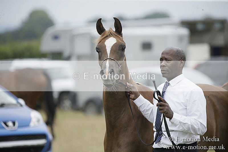 B230619-0764 - Bourne Valley Riding Club Summer Show 23/06/19