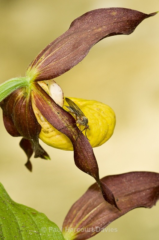  - Orchids - Various