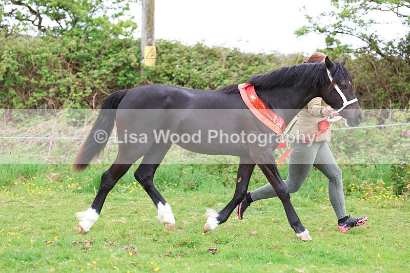 3E7A0937 - In Hand Championship