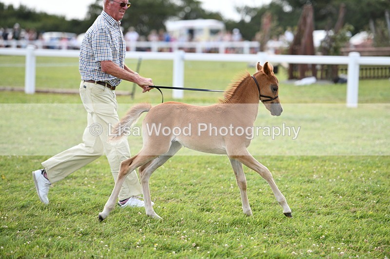 DSC_8472 - Class 69: Pure, Anglo & Part Bred In Hand Arab