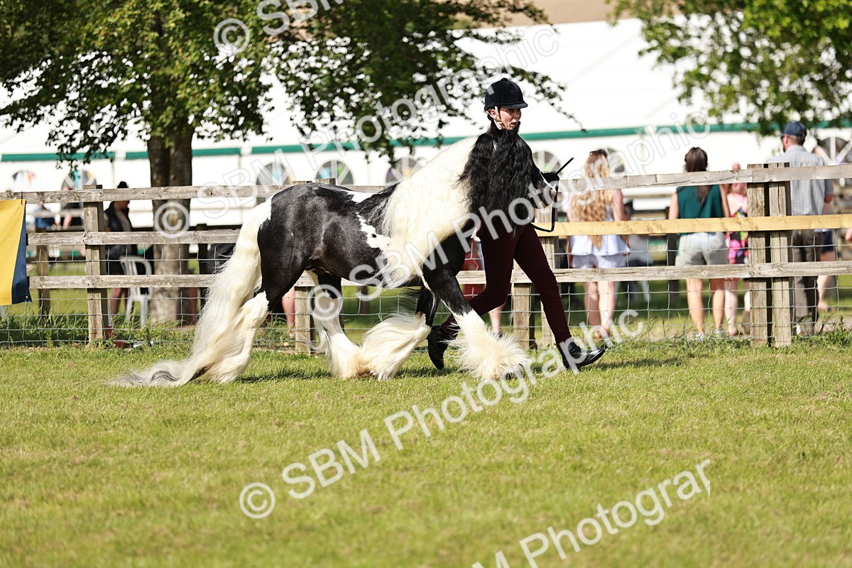 SBM_08768 - Class 63-65 - Traditional Gypsy Cobs In Hand & Ridden