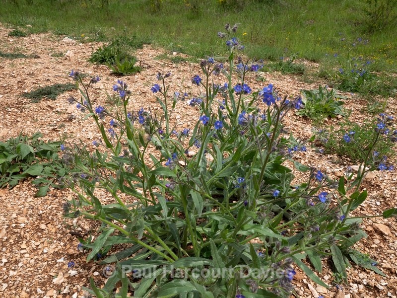 Summer forget-me-not (Anchusa azurea)  - Flowers in the Landscape - 2