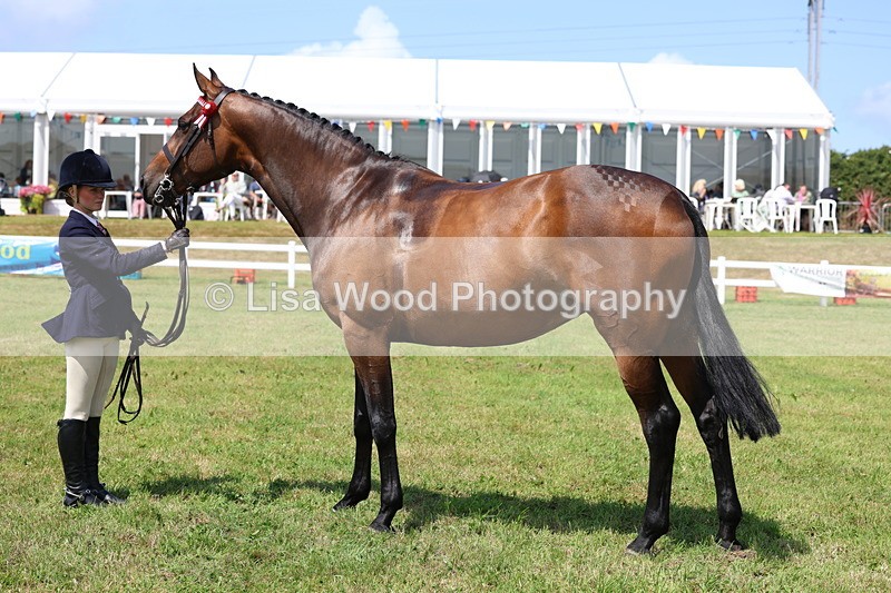 3E7A1155 - Class 8: Open Riding Horse/Hack