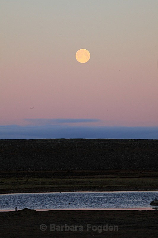 Moon in the sunset 4629 - Autumn