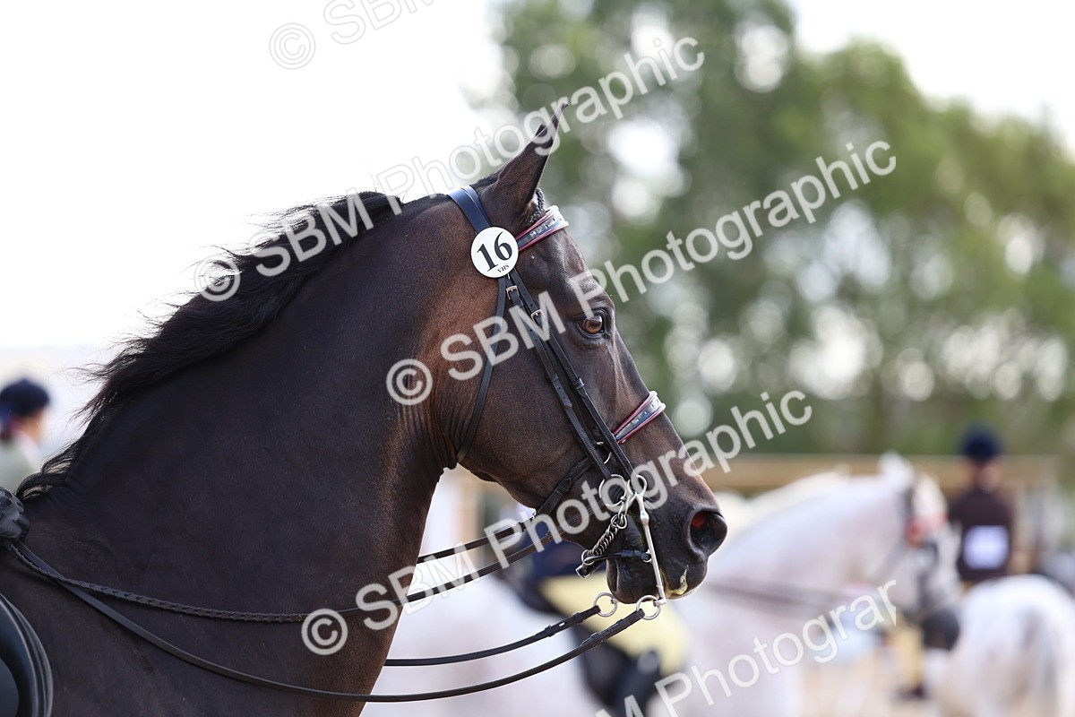 SBM_10850 - Class 305 - Ridden Foreign Breeds - Pure Bred