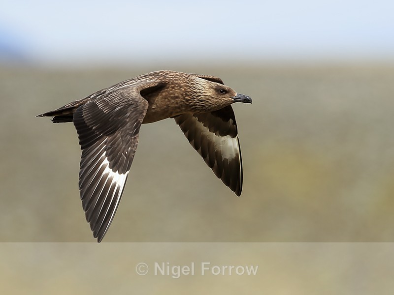 Great Skua flying, wings down, Iceland - Great Skua
