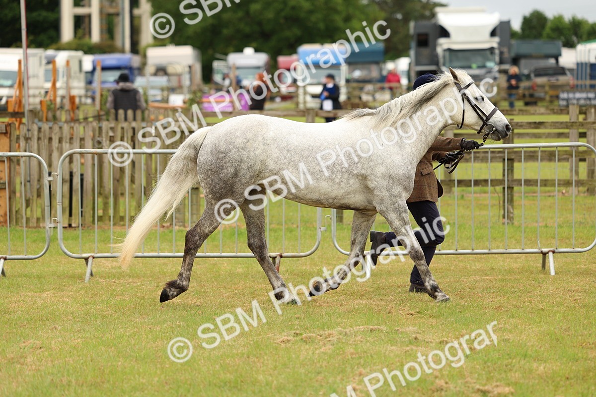 SBM_04185 - Class 64-67 - Shetland Pony In Hand